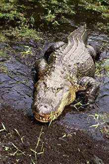 Gator: American Alligator