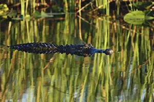 Lurking: American Alligator