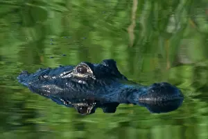 Alligatoridae: American Alligator