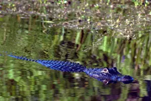Alligatoridae: American Alligator