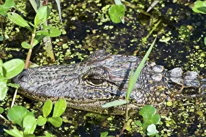Gator: American Alligator