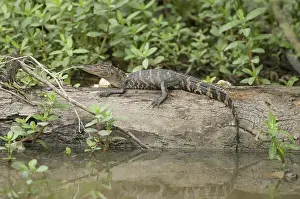 Alligators: American alligator