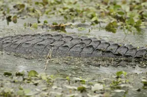 Alligators: American alligator