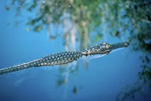 Swampland: American alligator