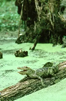 Alligators: American Alligator