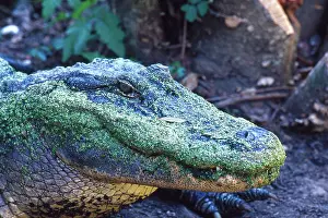 Alligators: American Alligator
