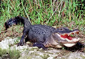 Mississippiensis: American Alligator