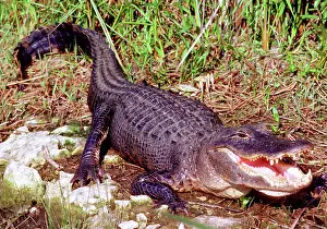 Mississippiensis: American Alligator