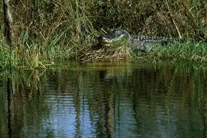 Mississippiensis: American Alligator