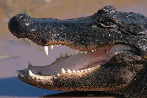 Alligators: American Alligator