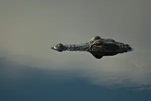 Mississippiensis: American Alligator
