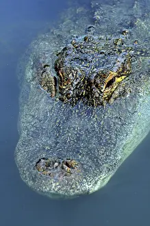 Mississippiensis: American Alligator