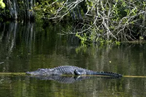 Mississippiensis: American Alligator