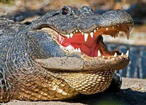 Vision: American Alligator