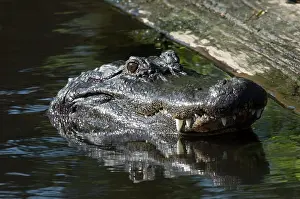 Mississippiensis: American Alligator