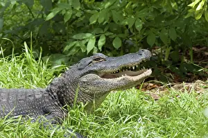 Mississippiensis: American Alligator