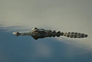 Mississippiensis: American Alligator