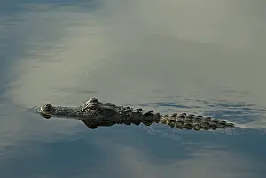 Mississippiensis: American Alligator