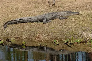 Mississippiensis: American Alligator