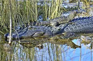 Mississippiensis: American Alligator