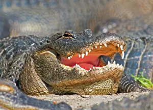 Vision: American Alligator