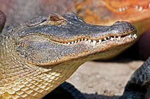 Vision: American Alligator