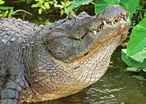 Vision: American Alligator