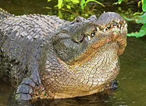 Vision: American Alligator