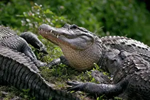 Mississippiensis: American Alligator