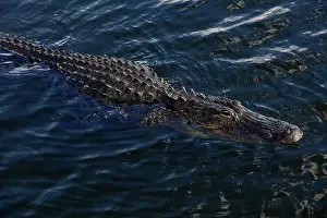 Mississippiensis: American Alligator