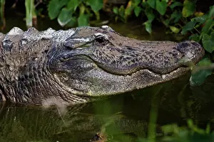 Mississippiensis: American Alligator
