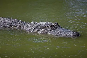 Mississippiensis: American Alligator