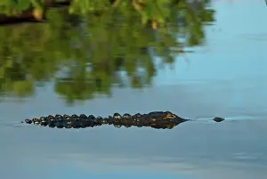 Mississippiensis: American Alligator