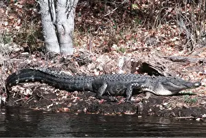 Alligators: AMERICAN ALLIGATOR