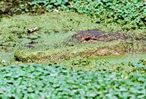 Alligators: AMERICAN ALLIGATOR