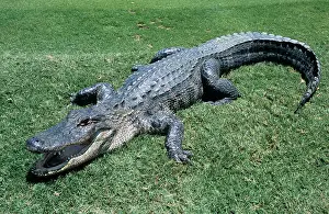 Alligators: American ALLIGATOR