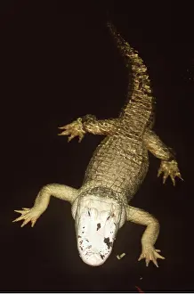 Alligators: AMERICAN ALLIGATOR - ALBINO