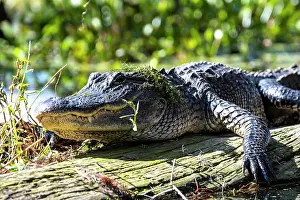 Mississippiensis: American alligator (Alligator mississippiensis)