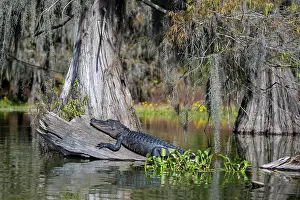 Mississippiensis: American alligator (Alligator mississippiensis)