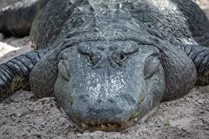 Mississippiensis: American alligator (Alligator mississippiensis)