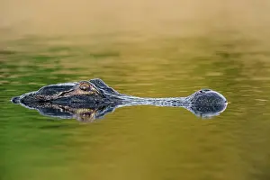 Mississippiensis: American Alligator (Alligator mississippiensis)
