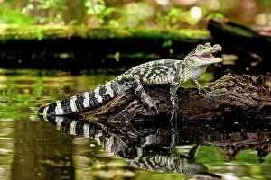 Mississippiensis: American Alligator, Alligator mississippiensis