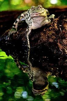 Mississippiensis: American Alligator, Alligator mississippiensis
