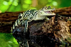 Mississippiensis: American Alligator, Alligator mississippiensis