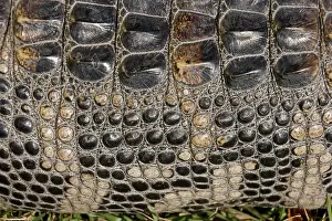 Meat: American Alligator (Alligator mississippiensis)