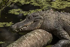 Alligators: American alligator, Alligator mississippiensis sunning