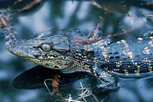 Alligatoridae: American Alligator baby