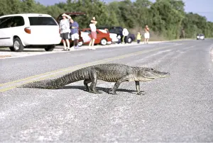Cars: American Alligator - crosses road