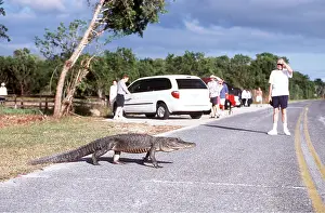 Cars: AMERICAN ALLIGATOR - Crossing road