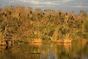 Cruising: American Alligator - cruising in front of breeding